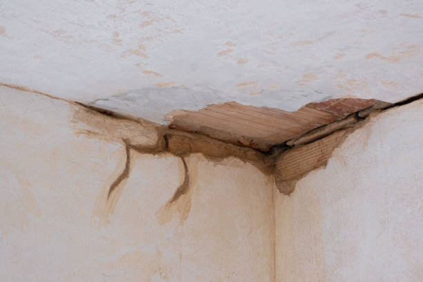 Best Water damage cleanup near me  in Montrose, MN