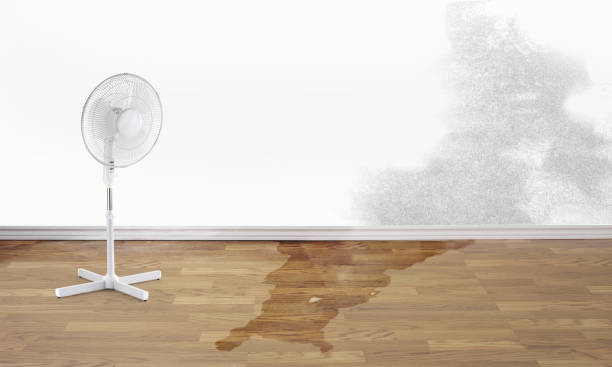 Best Flood damage cleanup  in Montrose, MN