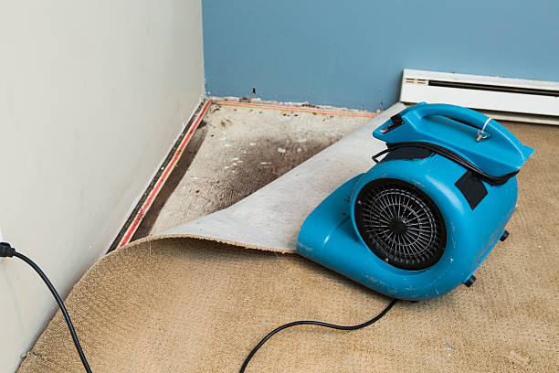 Best Carpet water damage restoration  in Montrose, MN